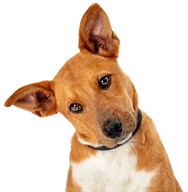dog image