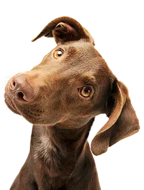 dog image