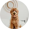 dog image