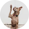 dog image