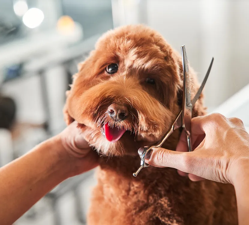 grooming image